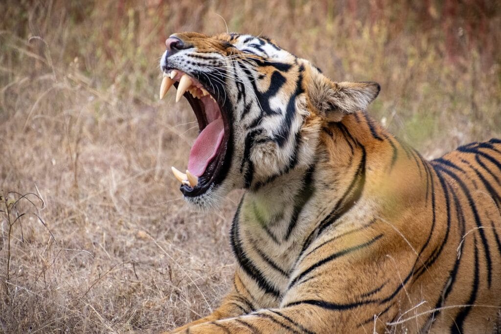 franca gielen photography india ranthambore national park tiger