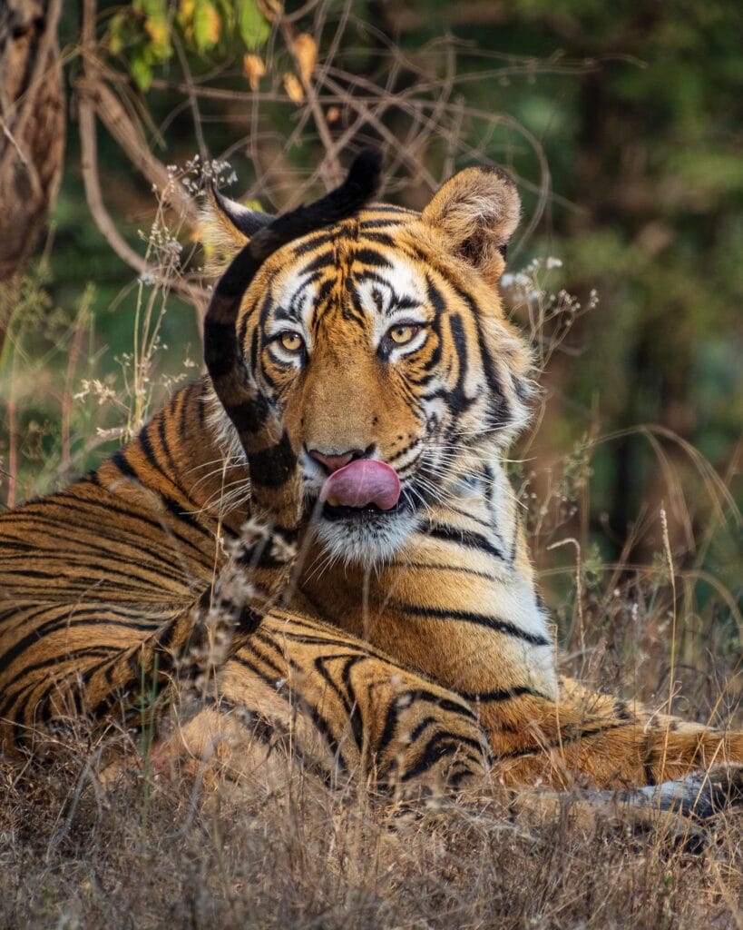 franca gielen photography india ranthambore national park tiger 3