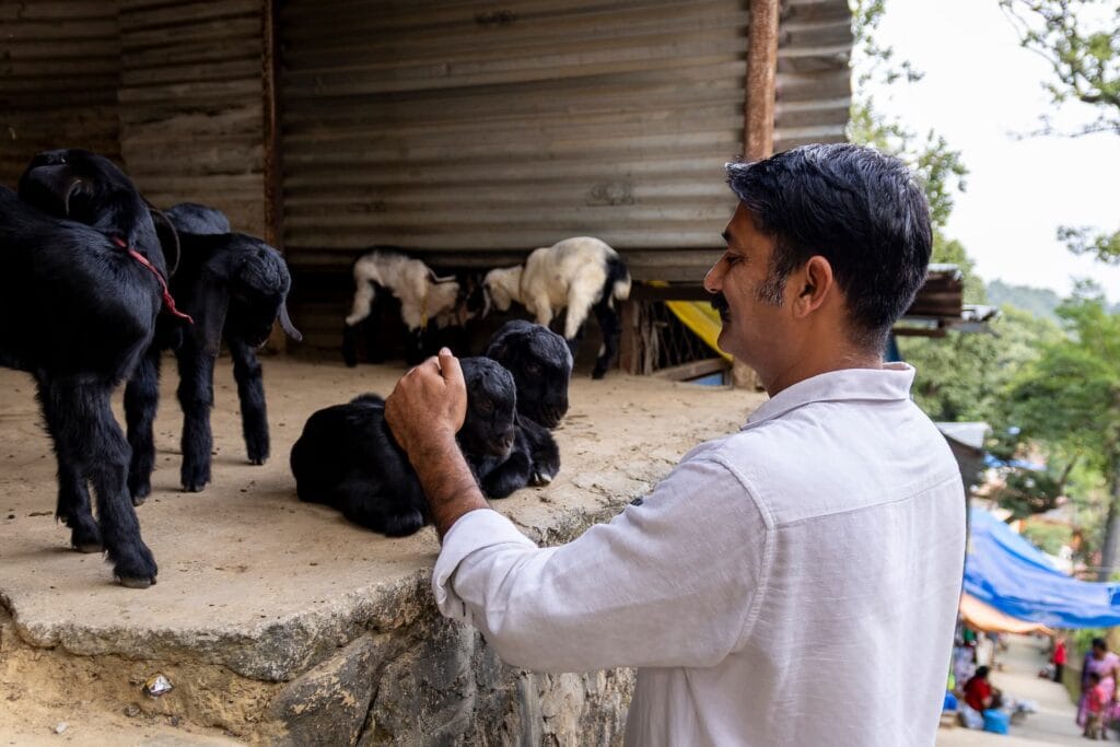 Kapil surrounded by goats in a traditional Nepal village setting