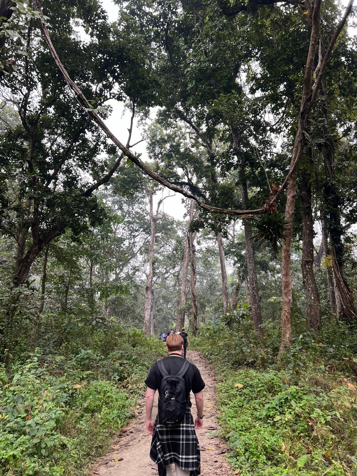 Walking through the forest